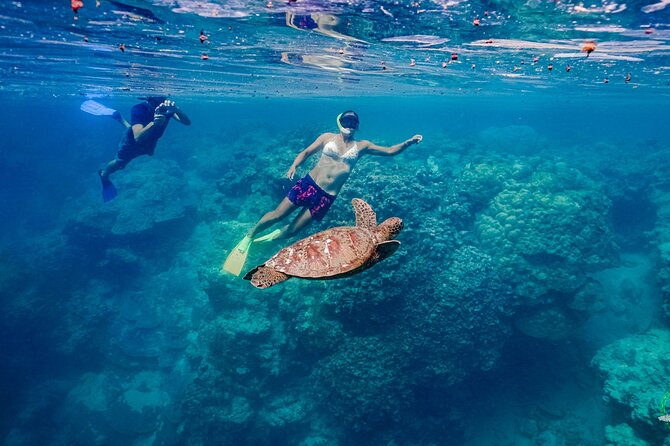 Ariki Adventures: Premium Sea Scooter Turtle Adventure - Is $112 good value?
