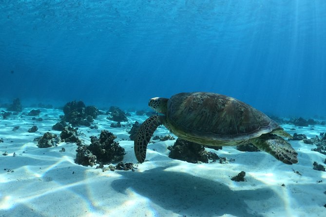Best Way to Interact with Ocean Wildlife with Lunch. 6H - What the $174.02 price includes
