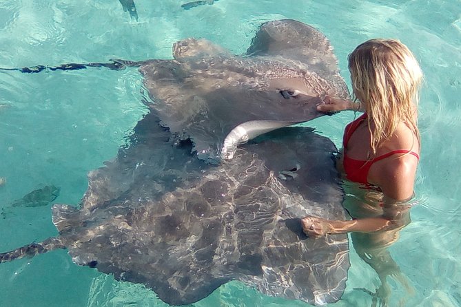 Best Way to Interact with Ocean Wildlife with Lunch. 6H - Timing, pickup and what to pack