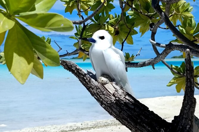 BLUE LAGOON | Eco-tour | Snorkeling Avatoru | Secret Green Lagoon - The main island and the eco-tour