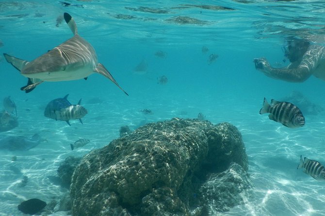 Boat tour 1/2 day Excursion in the lagoon of Moorea - Who will enjoy this outing most