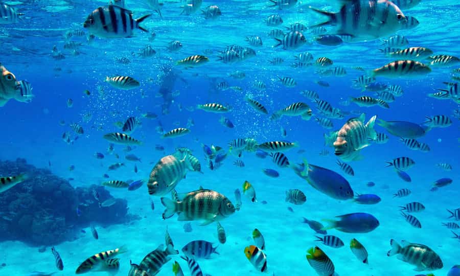 Bora Bora: 1/2 day Coral Discovery tour - Shared tour - Key points at a glance
