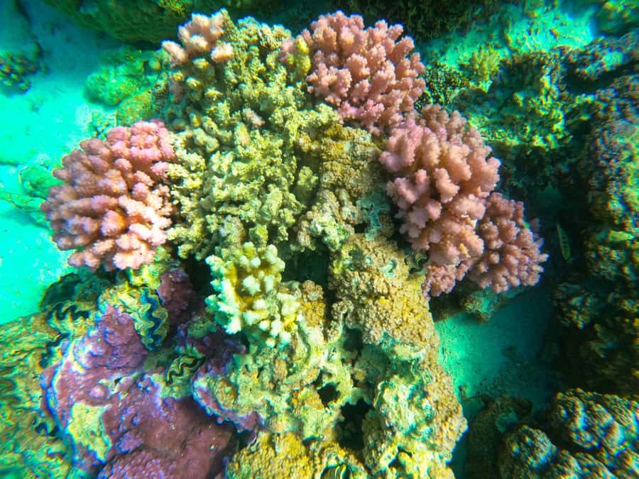 Bora Bora: 1/2 day Coral Discovery tour - Shared tour - Manta rays and black-tip sharks, with nature in charge