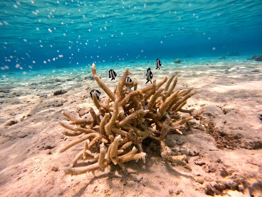 Bora Bora: 1/2 day Coral Discovery tour - Shared tour - What the small group changes