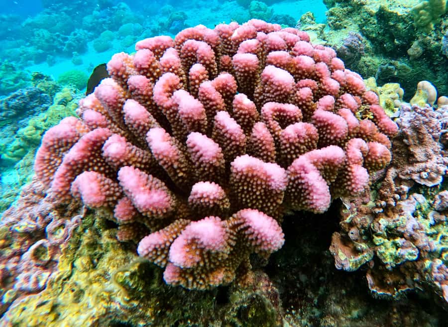 Bora Bora: 1/2 day Coral Discovery tour - Shared tour - Yann’s guide style adds useful context