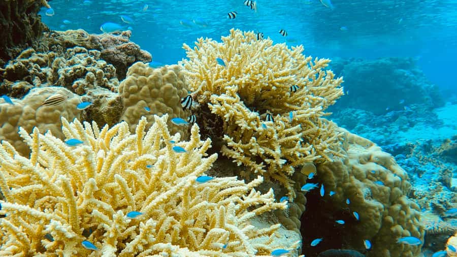 Bora Bora: 1/2 day Coral Discovery tour - Shared tour - Boat logistics and what is included