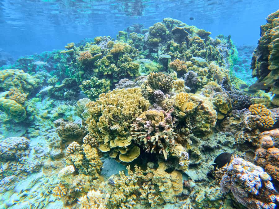 Bora Bora: 1/2 day Coral Discovery tour - Shared tour - Water comfort and weather matter