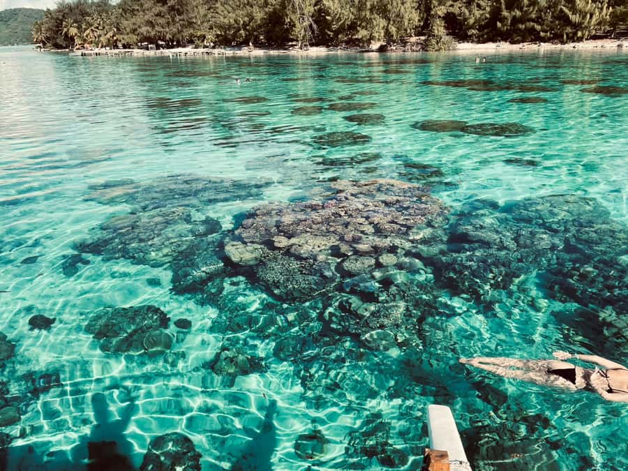 Bora Bora: 1/2 day Coral Discovery tour - Shared tour - Coral is the main subject, not just scenery