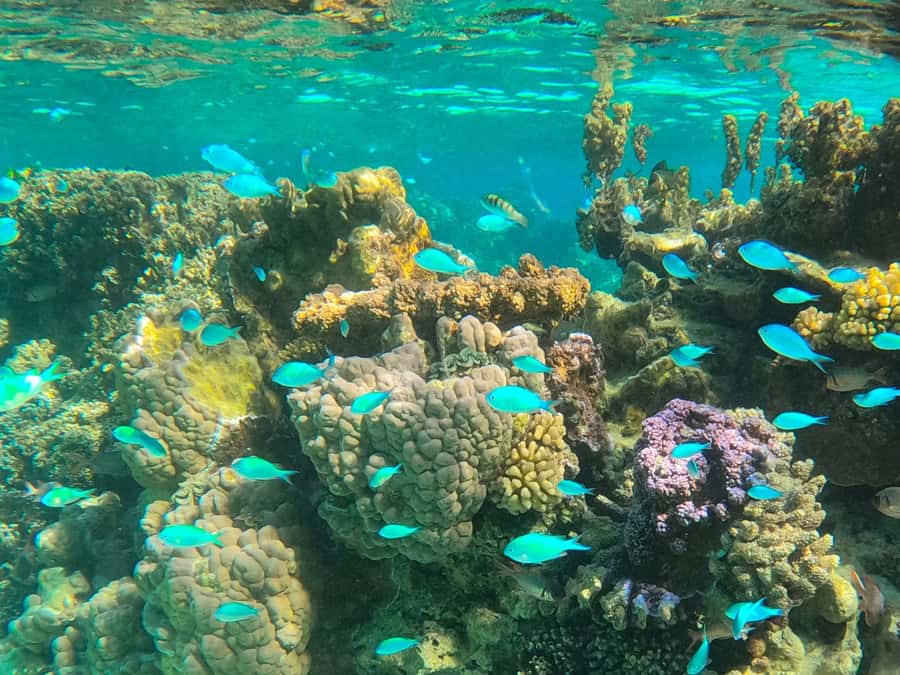 Bora Bora: 1/2 day lagoon safari - Shared tour - The lagoon is the real star of the morning