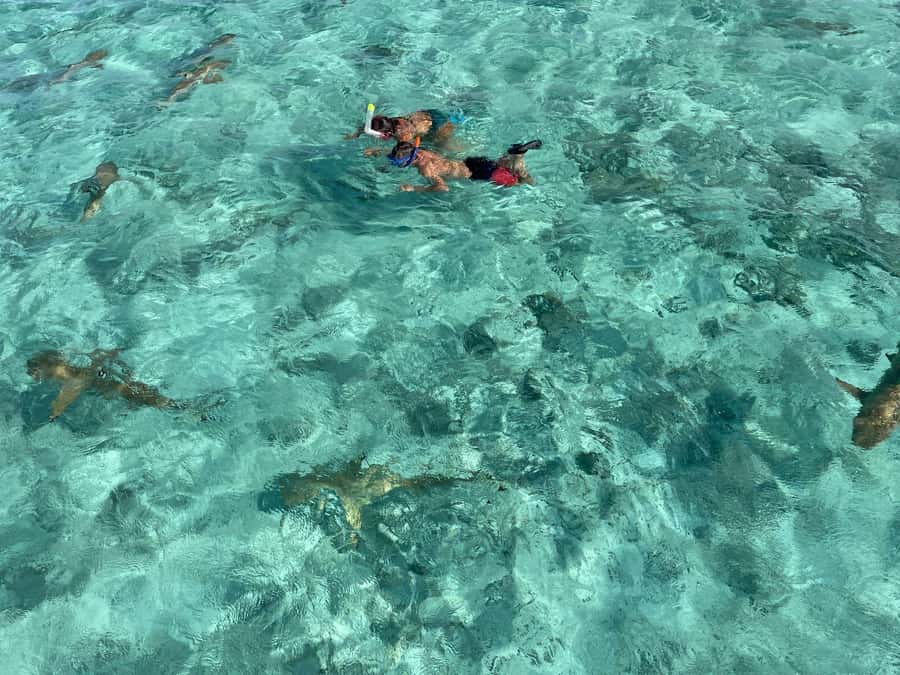 Bora Bora: 1/2 day lagoon safari - Shared tour - Getting to the boat from your hotel or Vaitape