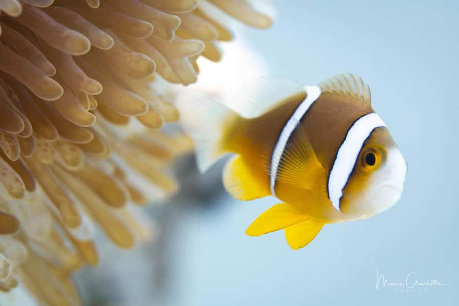 Bora Bora: 1 afternoon dive for certified divers - Key points before you book