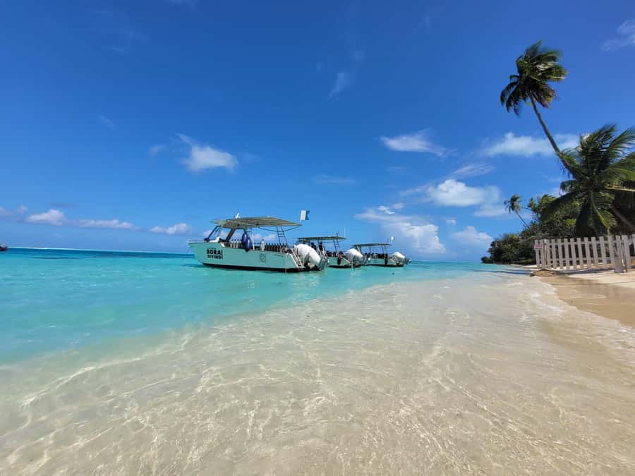Bora Bora: 1 afternoon dive for certified divers - What the 15 to 20 meter session feels like