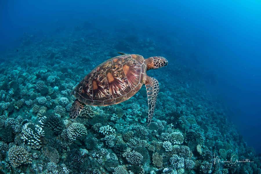 Bora Bora: 1 afternoon dive for certified divers - The afternoon schedule from pickup to return
