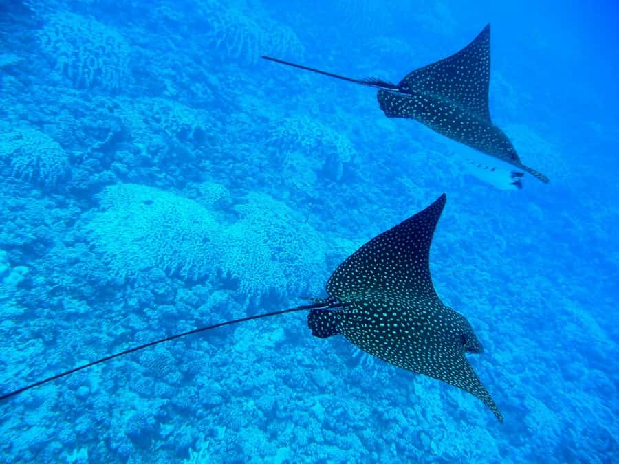 Bora Bora: 3.5-Hour Lagoon Boat Tour with Snorkeling - Snacks, fruit and the final swim