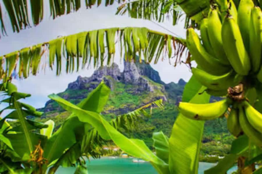Bora Bora: 4WD History & Culture Tour - Why this 4x4 tour is different from a lagoon excursion