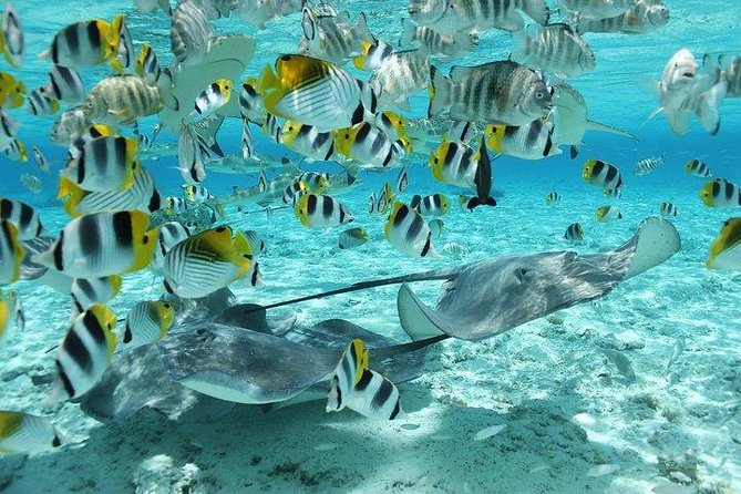 Bora Bora 4WD Tour & Eco Shark & Ray Snorkel Cruise - The shark and stingray cruise is the main event