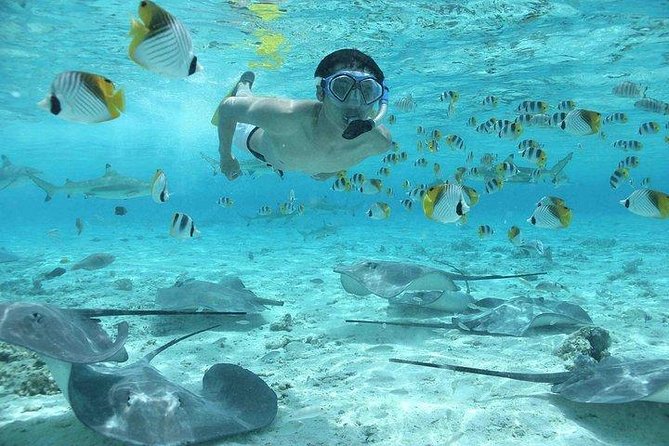 Bora Bora 4WD Tour & Eco Shark & Ray Snorkel Cruise - What the $260.58 price really buys