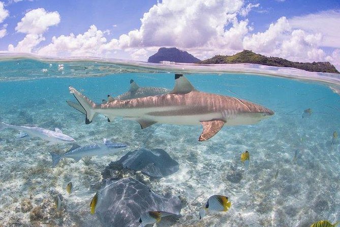 Bora Bora 4WD Tour & Eco Shark & Ray Snorkel Cruise - Who will enjoy this Bora Bora combo tour