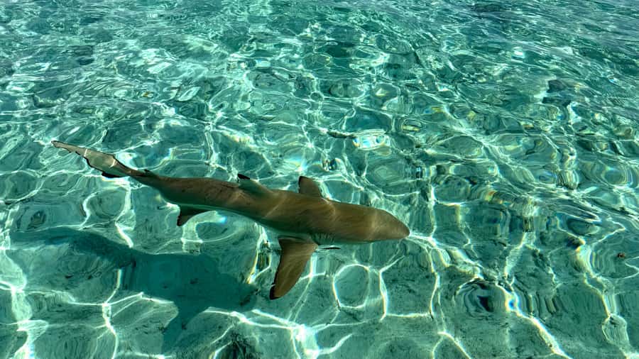 Bora Bora: Blue Lagoon Cruise, Snorkeling and Lunch . - Why this Bora Bora cruise feels different