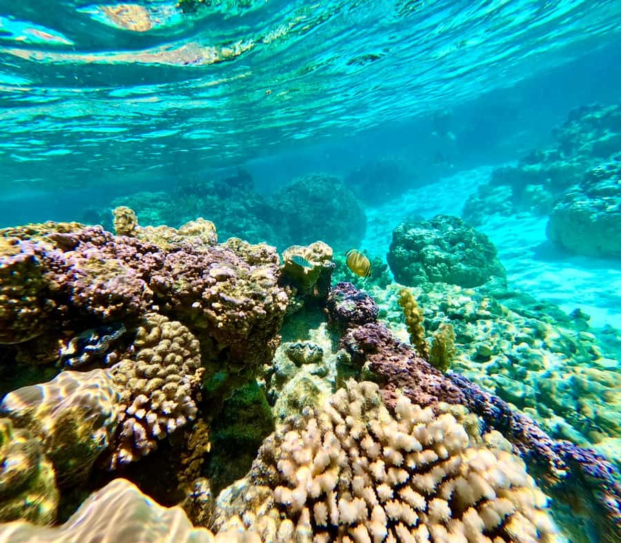Bora Bora: Blue Lagoon Cruise, Snorkeling and Lunch . - The crew and the human side of the tour