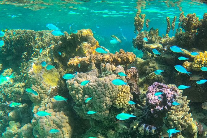 Bora Bora Combo Tour: Lagoon Cruise and 4WD Tour Including Snorkeling - The 4WD circuit around Bora Bora