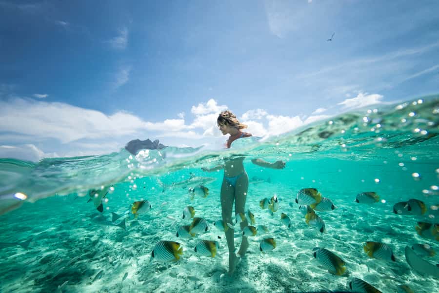 Bora Bora: Eco Shark and Snorkeling Safari - Swimming with black-tip reef sharks and stingrays