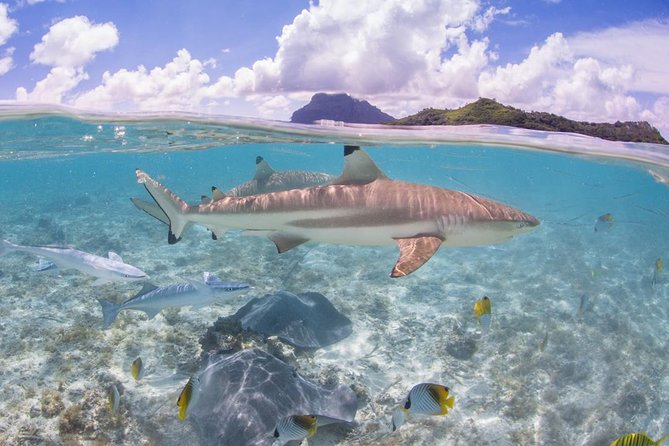 Bora Bora Eco Snorkel Cruise Including Snorkeling with Sharks and Stingrays - Manta rays, eagle rays, turtles, and other possible sightings