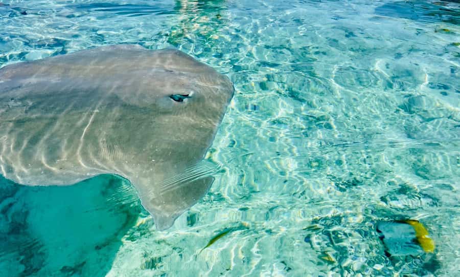 Bora Bora: Full day Lagoon Safari & Lunch on a Motu - ST - Why this lagoon safari is a strong Bora Bora day out
