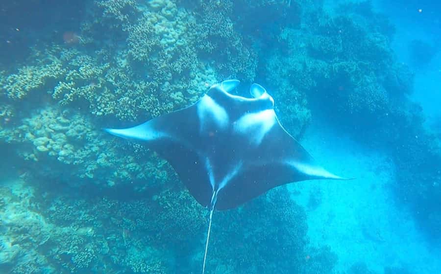 Bora Bora: Full day Lagoon Safari & Lunch on a Motu - ST - Swimming with stingrays and blacktip reef sharks