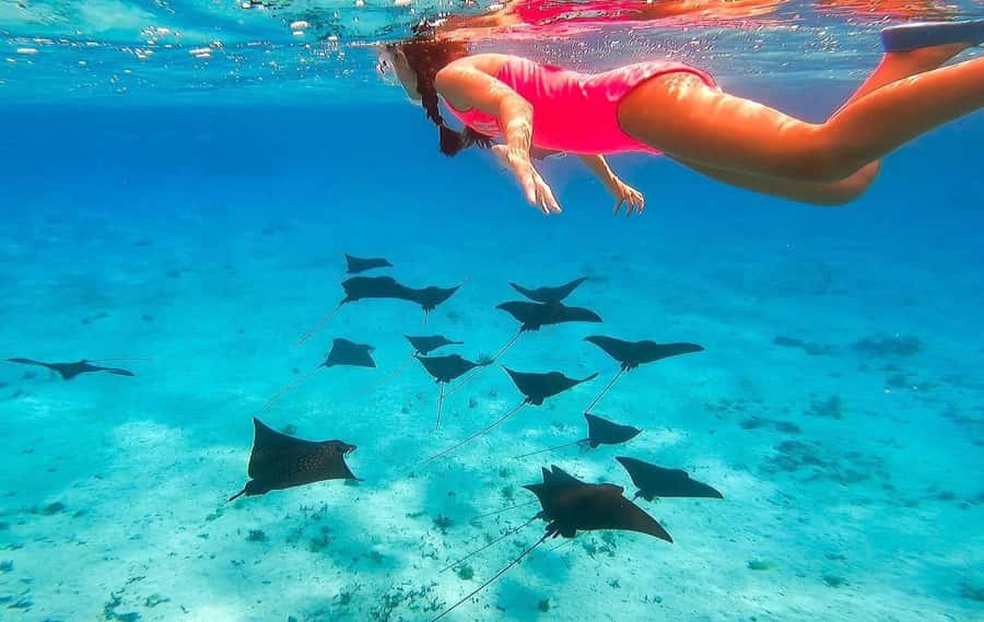 Bora Bora: Full day Lagoon Safari & Lunch on a Motu - ST - Searching for manta rays and eagle rays
