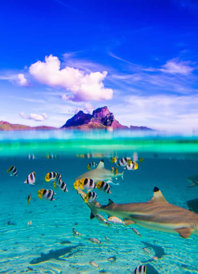 Bora Bora: Full-Day Lagoon Snorkelling Tour - Why this lagoon day works so well
