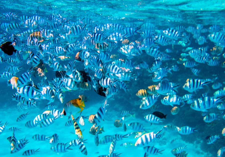 Bora Bora: Full-Day Lagoon Snorkelling Tour - Rays in waist-deep water