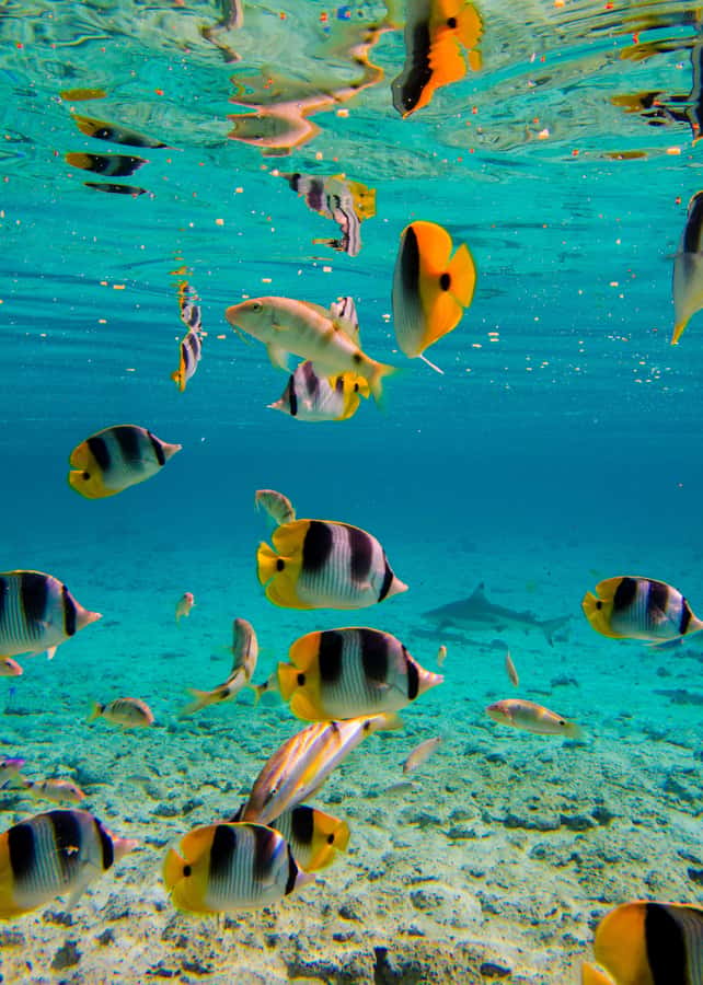 Bora Bora: Full-Day Lagoon Snorkelling Tour - The coral garden and three snorkeling stops