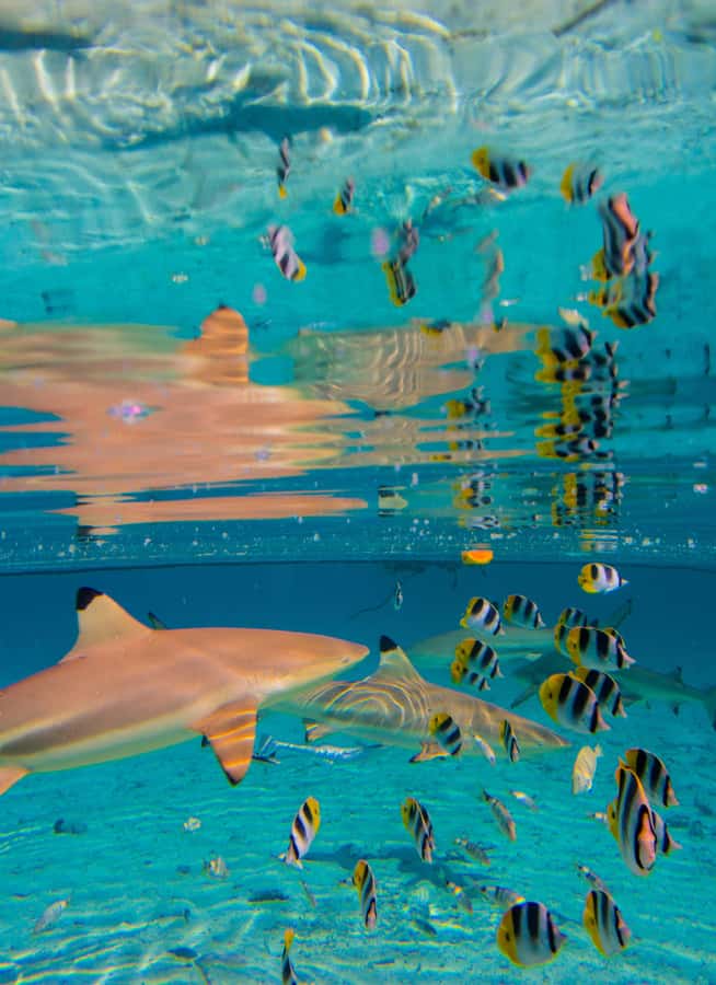 Bora Bora: Full-Day Lagoon Snorkelling Tour - Motu lunch with your feet in the lagoon
