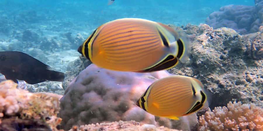Bora Bora: Half Day Catamaran Sailing & Snorkelling - Who should book this catamaran trip?