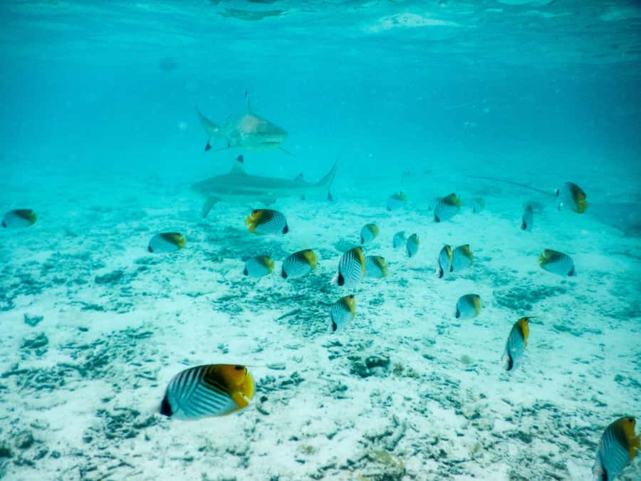 Bora Bora: Half-Day Lagoon Snorkelling Tour - Why this half-day lagoon trip works
