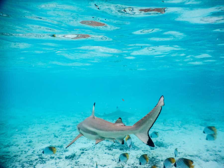 Bora Bora: Half-Day Lagoon Snorkelling Tour - Leaving from the hotel pier