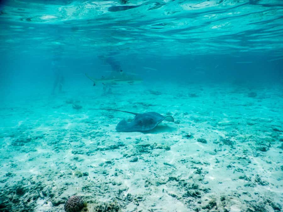 Bora Bora: Half-Day Lagoon Snorkelling Tour - Standing in waist-deep water with rays