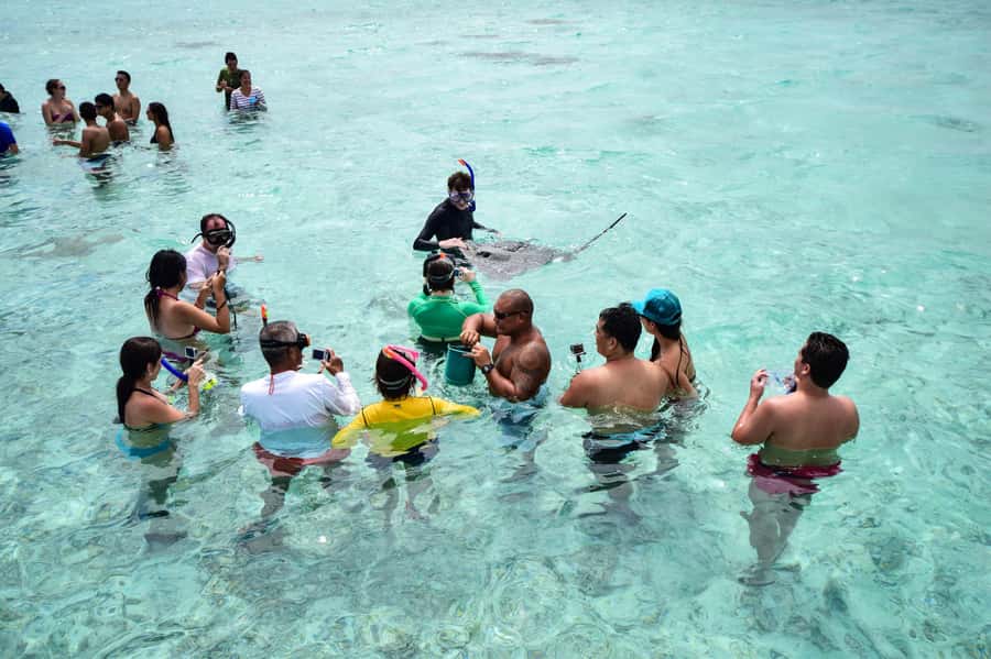 Bora Bora: Half-Day Lagoon Snorkelling Tour - Meeting the small reef sharks