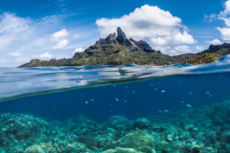 Bora Bora: Introductory Dive - The instructors are a major part of the value