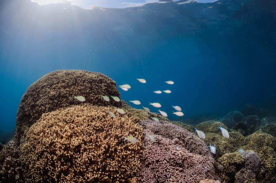 Bora Bora: Introductory Dive - Who should book this experience