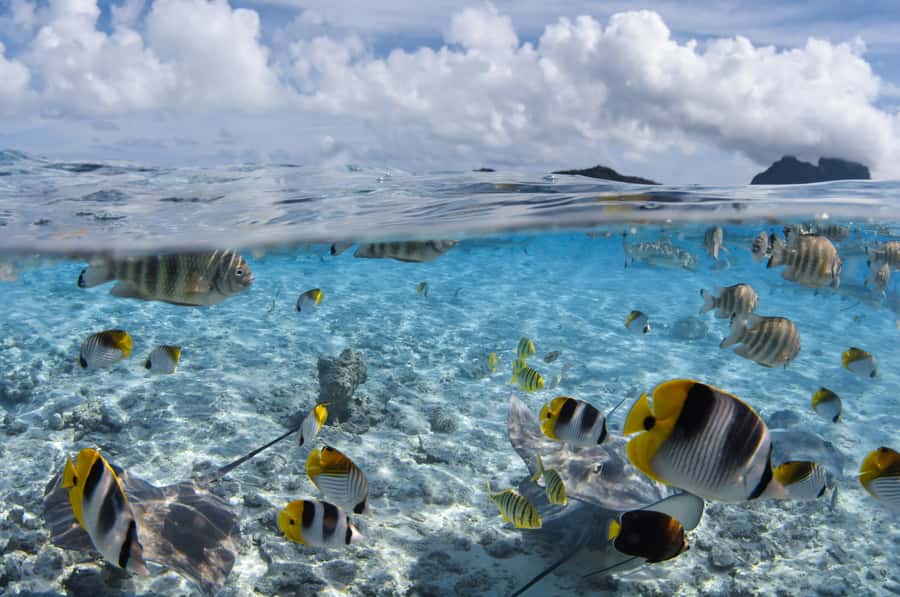Bora Bora: Introductory Dive - How to prepare for a smooth afternoon