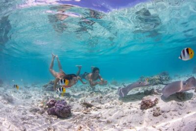 Jet Ski, Lunch & Shark/ Ray Safari