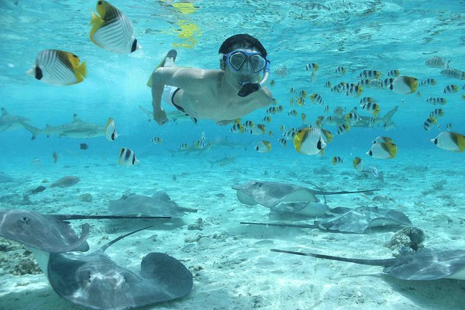 Bora Bora Jet Ski Tour, & Eco Shark / Ray Snorkel Cruise - The shark and stingray safari