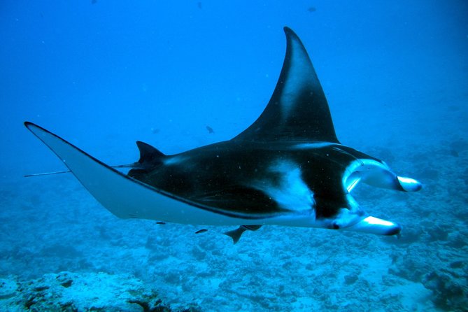Bora Bora Jet Ski Tour, & Eco Shark / Ray Snorkel Cruise - Current, coral, and safety