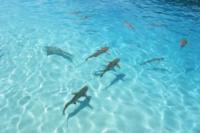Bora Bora Jet Ski Tour, & Eco Shark / Ray Snorkel Cruise - What the small group means