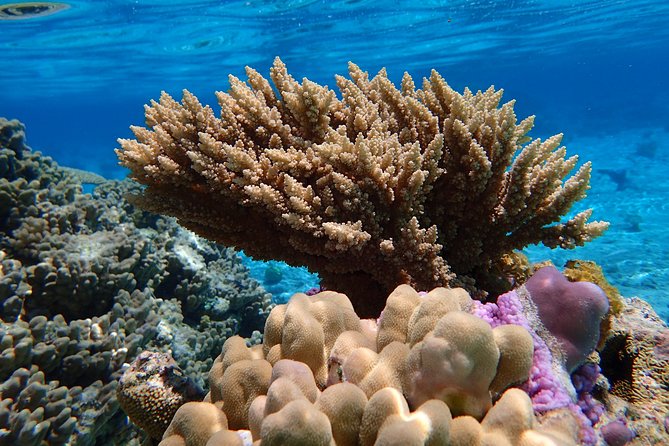 Bora Bora Lagoon Snorkeling Tour by Private Boat - Why the private format changes the whole outing