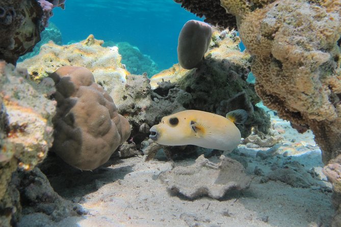 Bora Bora Lagoon Snorkeling Tour by Private Boat - The guides make the difference