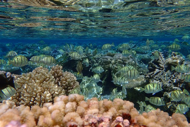 Bora Bora Lagoon Snorkeling Tour by Private Boat - Equipment, comfort, and what you should bring