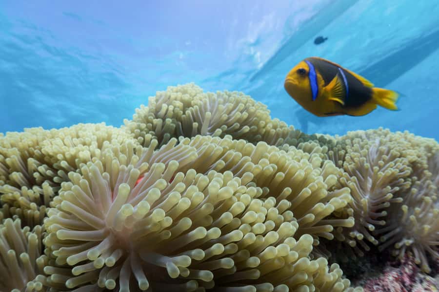 Bora Bora: Lagoon Tour and Snorkeling Experience - First stop: friendly stingrays in shallow water